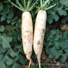 HR02 Fam blanc OP radis graines dans les graines de légumes